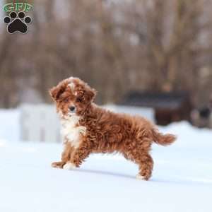 Winston, Cavapoo Puppy